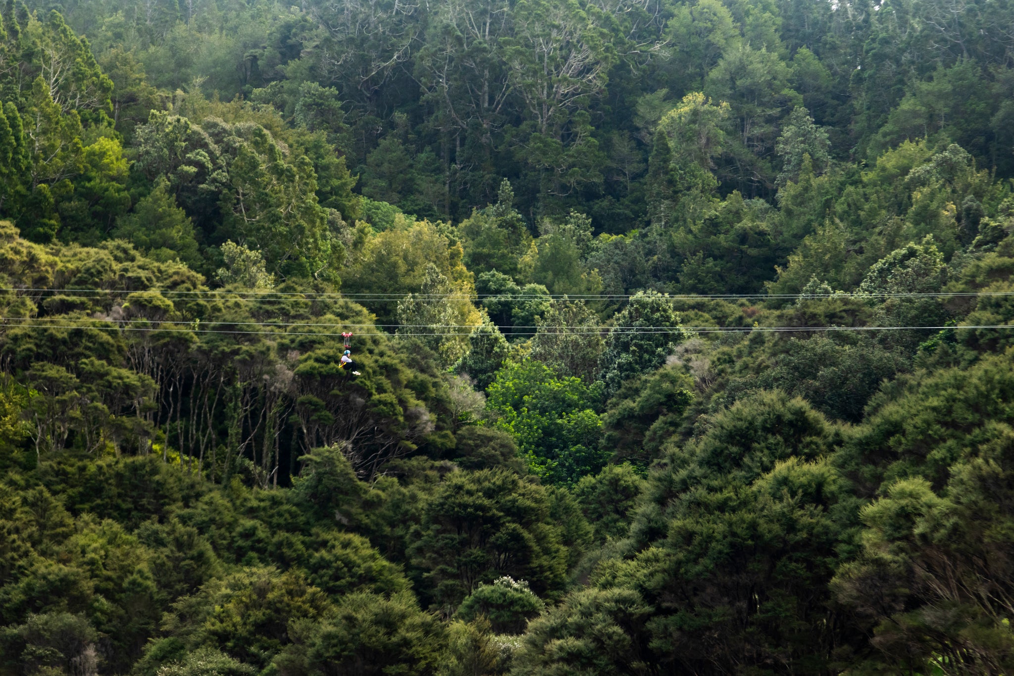 Man O’ War Forest Flight Adventure