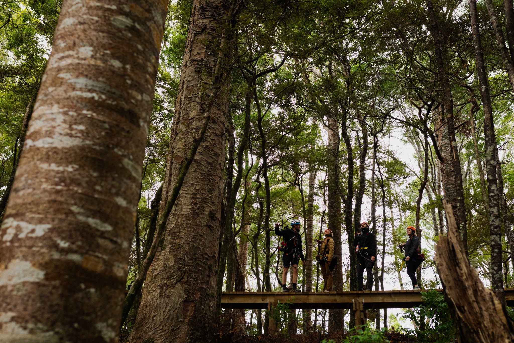 Man O’ War Forest Flight Adventure